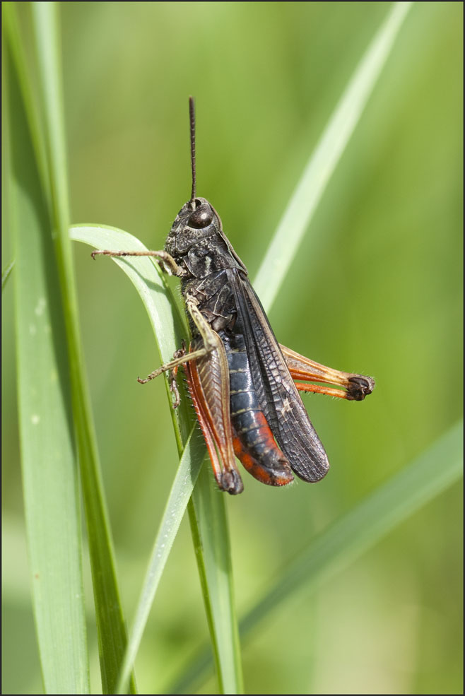 Conferma Omocestus rufipes